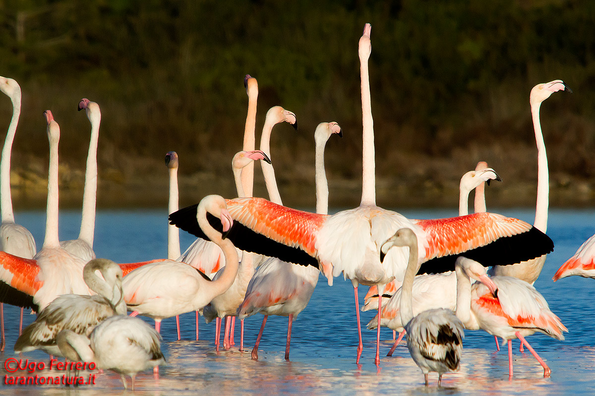 Fenicotteri nel Tarantino !